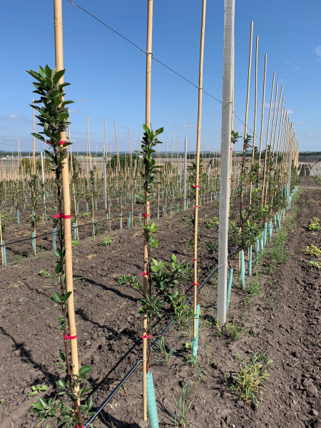 Бамбуковые опоры Бамбуковые опоры