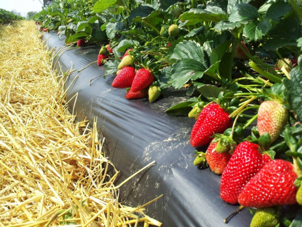 Пленка мульчирующая для земляники цвет черный