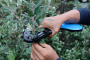 Инструмент для подвязки HT-S45E(BL) STRONG BIND